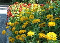 Zinnia-elegans-by-Chris-Gladis.jpg