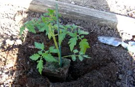Planting.jpg