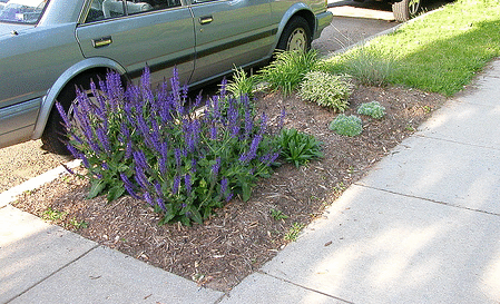 May-Night-salvia--asters--a-butterfly-bush--stella-d-oro-lillies-and-grasses.gif