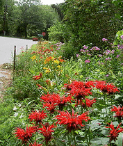 Bee-Balm-and-lillies-street-planting.gif