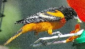 Baltimore-Oriole-by-Sean-Cuill.jpg