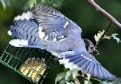 Blue-Jay-in-flight-by-likeaduck.jpg