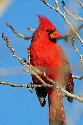 Northern-Cardinal-by-Carla-Kishinami.jpg