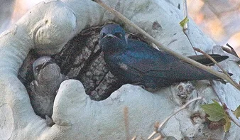 Purple-Martins-nesting-in-tree-cavity-by-Teddy-Lovett.jpg