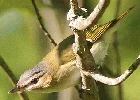 Red-eyed-vireo-by-Henry-McLin.jpg