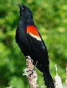 Red-winged-Blackbird-by-Larry-Meade.jpg