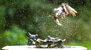 Bird-in-flight-by-Brian-Wolf.jpg