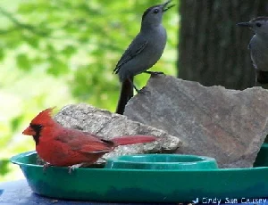 Cardinal-and-Catbird-by-Cindy-Sue-Causey.jpg