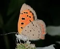 American-Small-Copper-butterfly-by-John-Brandauer.jpg