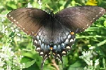 Spicebush-Swallowtail-butterfly-by-Dave-Govoni.jpg