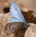 Spring-Azure-butterfly-by-j-forb.jpg
