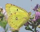 Clouded-Sulpher-butterfly-by-A-Y-Jackson.jpg