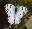 Checkered-White-butterfly-by-Ned-Harris.jpg