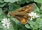 Fiery-Skipper-butterfly-by-stonebird.jpg