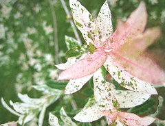 Dappled-Willow-new-foliage.gif