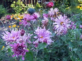 Morden--Dreamweaver--mum-by-Daryl-Mitchell-2.jpg