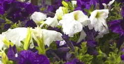 Petunias-after-the-rain.jpg