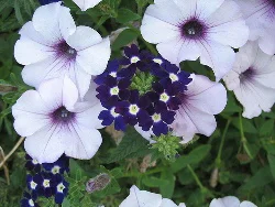 Orchid-Daddy-Grandiflora-Petunia-by-Ms-Sticky.jpg