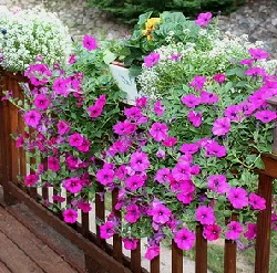 Wave-petunia-by-Linda.jpg