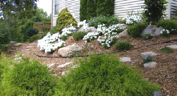 How to Landscape a Steep Slope on a Budget