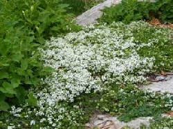 Groundcover-for-a-slope by Midwest Gardening.jpg