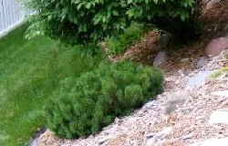 Mugho-Pine-flat-growing-shrub by Midwest Gardening.jpg