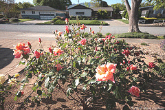 Spacing-a-rose-garden.gif
