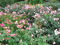 Spacing-massed-shrub-roses.gif
