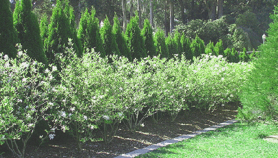 Spacing-an-open-informal-hedge.gif