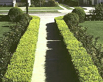 Spacing-a-dense-hedge.gif