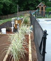 Spacing-ornamental-grass-for-screening.gif