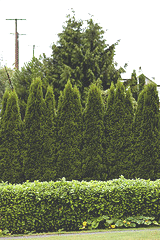 Spacing-a-dense-evergreen-screen.gif