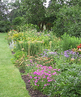 Spacing-a-dense-perennial-border1.gif