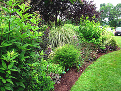 Spacing-an-open-mixed-border.gif