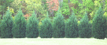 Spacing-a-lot-line-planting.gif