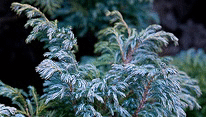 squarrosa-foliage.gif
