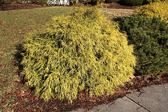 Falsecypress--Golden-Mop-.gif
