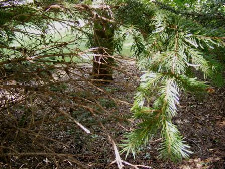 Drought-stressed-evergreen-tree by Midwest Gardening.jpg