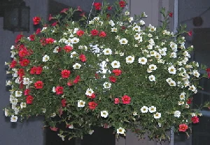 Hanging-Basket-of-Calibrachoa-by-Mike-Salsbury.jpg