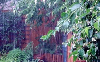 Rain-for-the-plants-by-basswulf.jpg