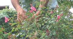 Deadheading-Roses--snip-one-at-a-time.gif