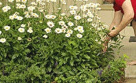 deadhead-daisies--shear-or-snip.gif