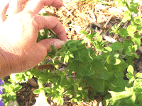 deadheading--pinch by Midwest Gardening.gif