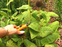 deadheading--snip by Midwest Gardening.gif