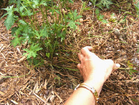 Remove dead foliage