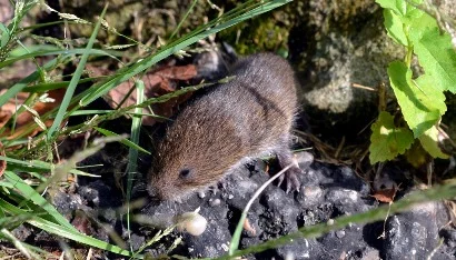 Vole by Mike.jpg