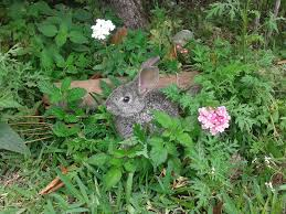 Rabbit in the Garden.png