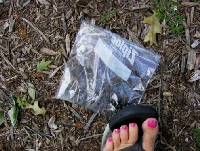 Japanese-Beatles-crushed by Midwest Gardening.jpg
