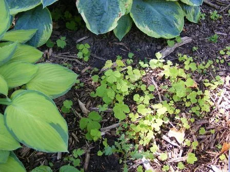 Weeding-out-seedlings--sprouts-and-tiny-weeds by Midwest Gardening.jpg