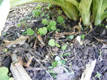 Weeding-out-sprouts-and-tiny-weeds-under-plants by Midwest Gardening.jpg